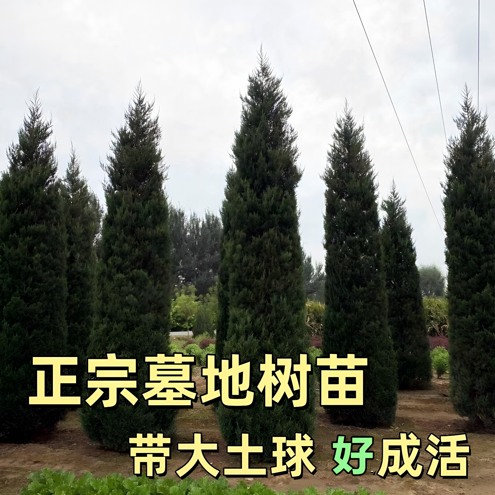柏树树苗大塔柏扁柏松柏侧柏圆柏松树宝塔松龙柏刺柏蜀桧长青耐寒 - 实物图