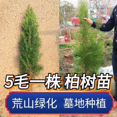 侧柏扁柏柏树苗熏腊肉洗头树苗