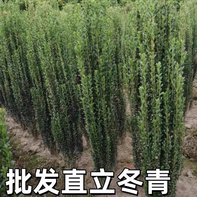 高端绿植直立冬青庭院植物小叶日本冬青朝天笔围墙绿篱四季长青