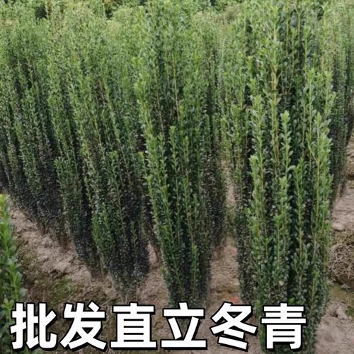 日本小叶直立冬青庭院植物