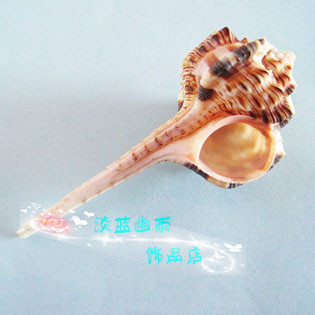 natural skull Spiral pipe shell Conch decorate a decoration fish tank Mediterranean Sea Home Furnishing decoratein the Home accessories , Creative Jewelry , Conch/Shell/Coral  category - from Buy2taobao.com to provide professional Taobao agent buy service