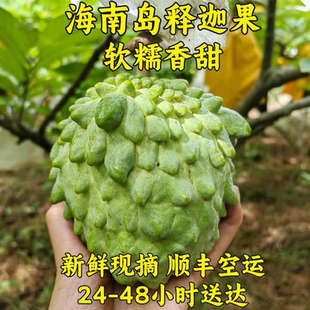 【顺丰空运】海南台湾释迦果5斤装新鲜凤梨牛奶大目释迦
