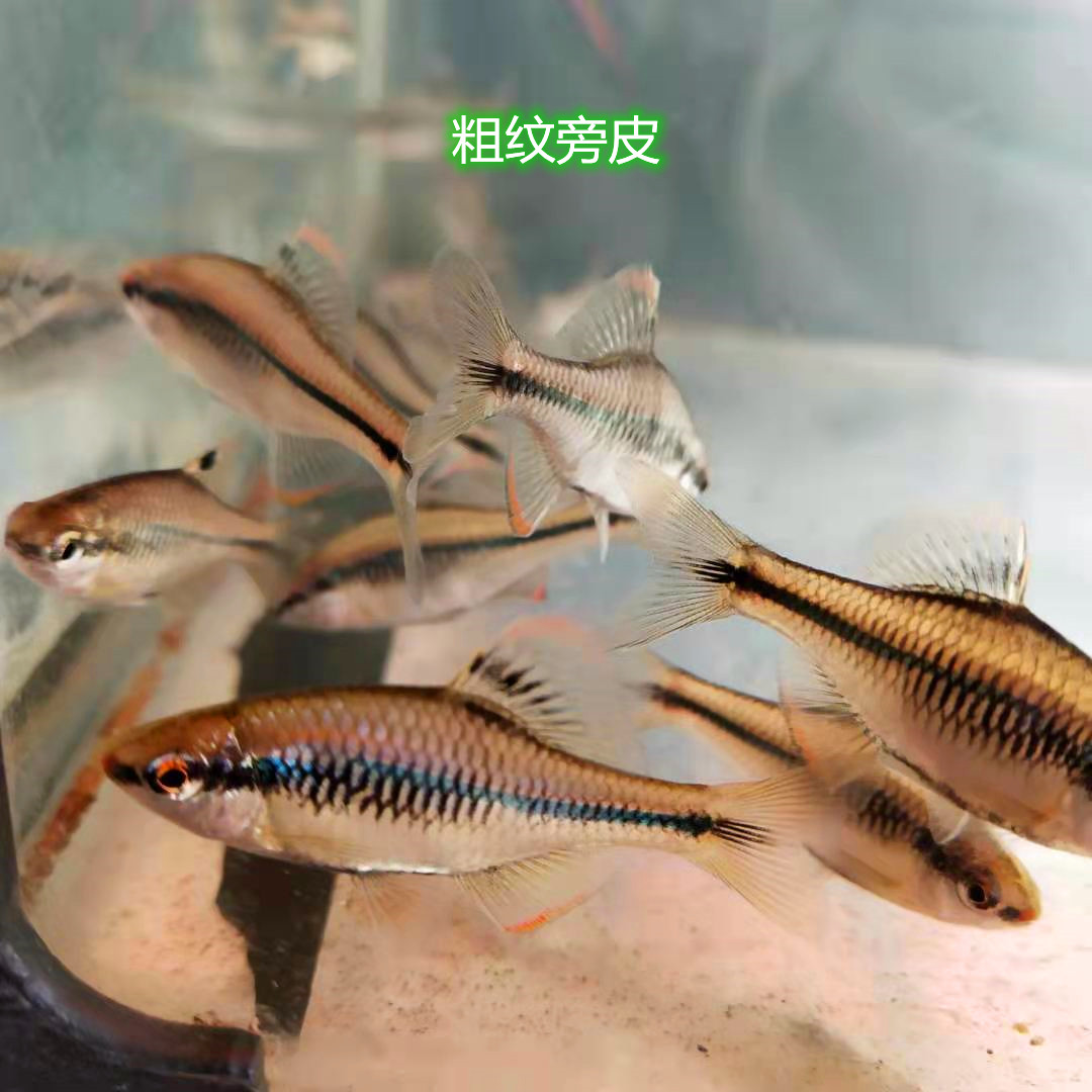 济南粗纹暗色鰟鲏方氏齐氏鱊冷水淡水啃藻旁皮观赏小型鱼