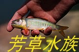 马口鱲原生宽鳍鱲长鳍鱲冷水鱼
