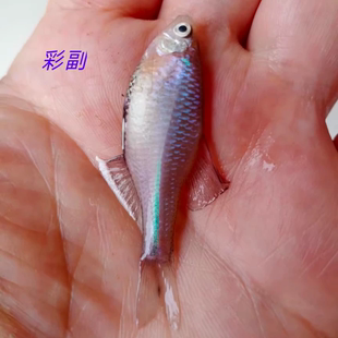 彩副彩鱊鳑鲏本地低帆小型原生旁皮吃藻冷水溪流生态草缸观赏鱼