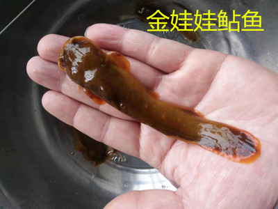 鲇鱼白缘观赏活体风水招财黄金