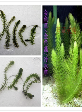 金鱼草金鱼藻灯笼草轮叶黑藻黑冷水草懒人草观赏鱼虾缸水族箱造景