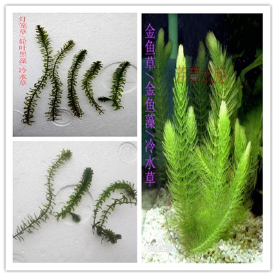 金鱼草草轮叶黑藻冷水观赏水族箱