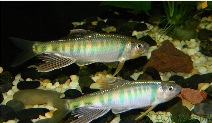 长鳍鱲马口鱲原生鱼冷水鱼观赏鱼淡水风水鱼凶猛鱼观赏鱼