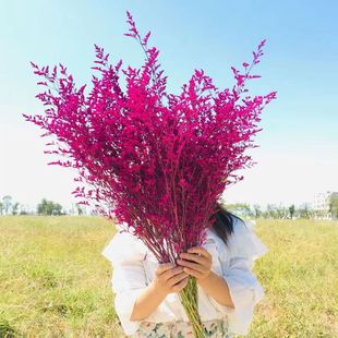 云南百搭花束染色情人草滿天星勿忘我歐系客廳落地瓶擺設(shè)真花干花