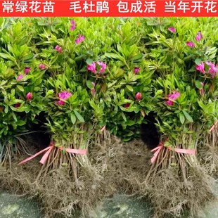 常绿开花植物树苗 毛杜鹃夏娟毛鹃花苗工程绿化苗木毛娟小苗花四季