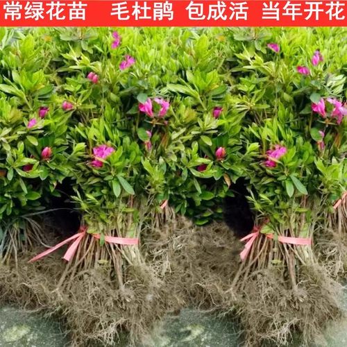 毛杜鹃夏娟毛鹃花苗工程绿化苗