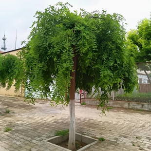 龙爪槐树苗黄金槐庭院别墅绿化观赏植物造型树国槐垂枝槐耐寒耐旱