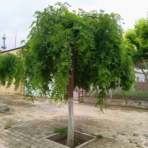 龙爪槐树黄金槐垂槐造型树