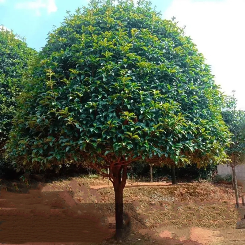 大型桂花树苗庭院地栽