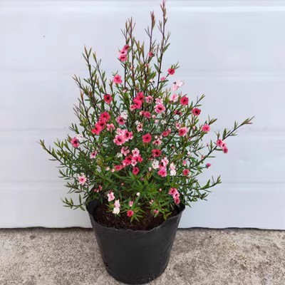 耐寒松红梅三色梅澳洲雪花梅图片