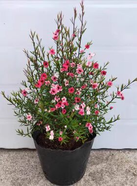 耐寒松红梅三色梅澳洲雪花梅