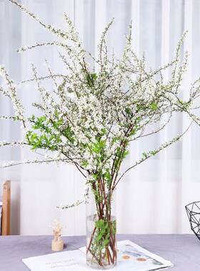 雪柳鲜枝干枝支水培植物冬季鲜花