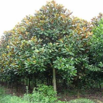 广玉兰树苗大花广玉兰荷花玉兰