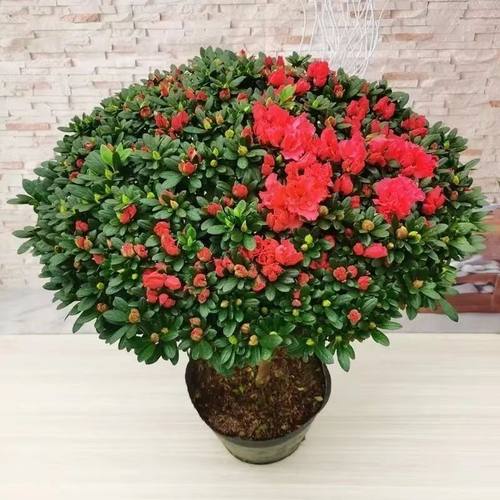 杜鹃花盆栽四季开花带花苞过年花卉室内植物花好养活阳台鲜花绿植