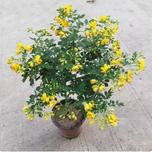 黄金梅盆栽四季开花木本植物