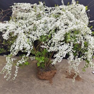 雪柳植物喷雪花苗盆栽绿植阳台耐寒珍珠梅庭院大苗雪柳叶树苗鲜枝