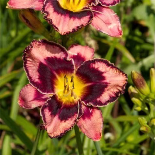 四季开花大花萱草忘忧草金娃娃