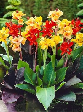 美人蕉花苗带芽多年生水培植物盆栽阳台室外庭院景观绿化当年开花