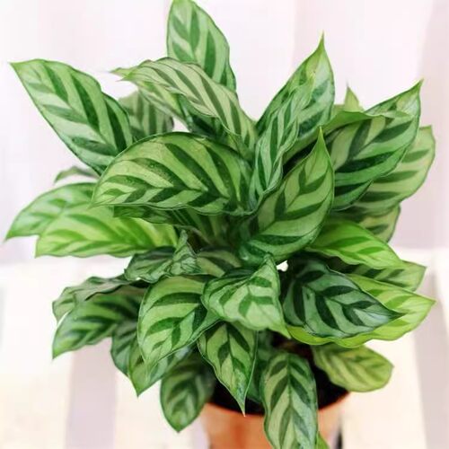 孔雀竹芋彩色紫室内盆栽绿植花卉