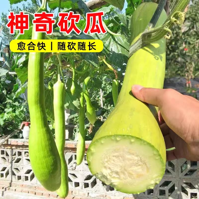 砍瓜种子种籽四季巨型农家菜瓜种籽春秋南瓜阳台特大爬藤蔬菜种孑
