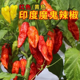 印度魔鬼椒辣椒种子特辣变态辣涮涮辣超辣龙息四季蔬菜种苗籽种孑
