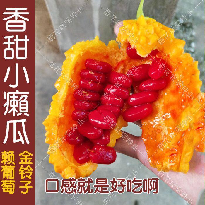 水果小癞瓜金铃子赖葡萄种子四季种子农家水果蔬菜种子爬藤高产