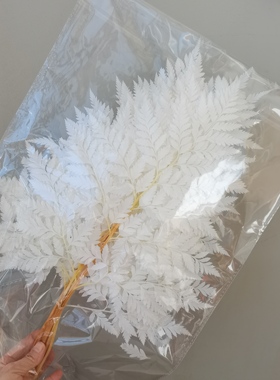 高山羊齿叶永生花干花婚礼装饰真树叶蕨叶花束摄影道具插花篮