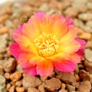 仙人球沟宝山属三色复色沟宝山有沟宝山特纳瑞