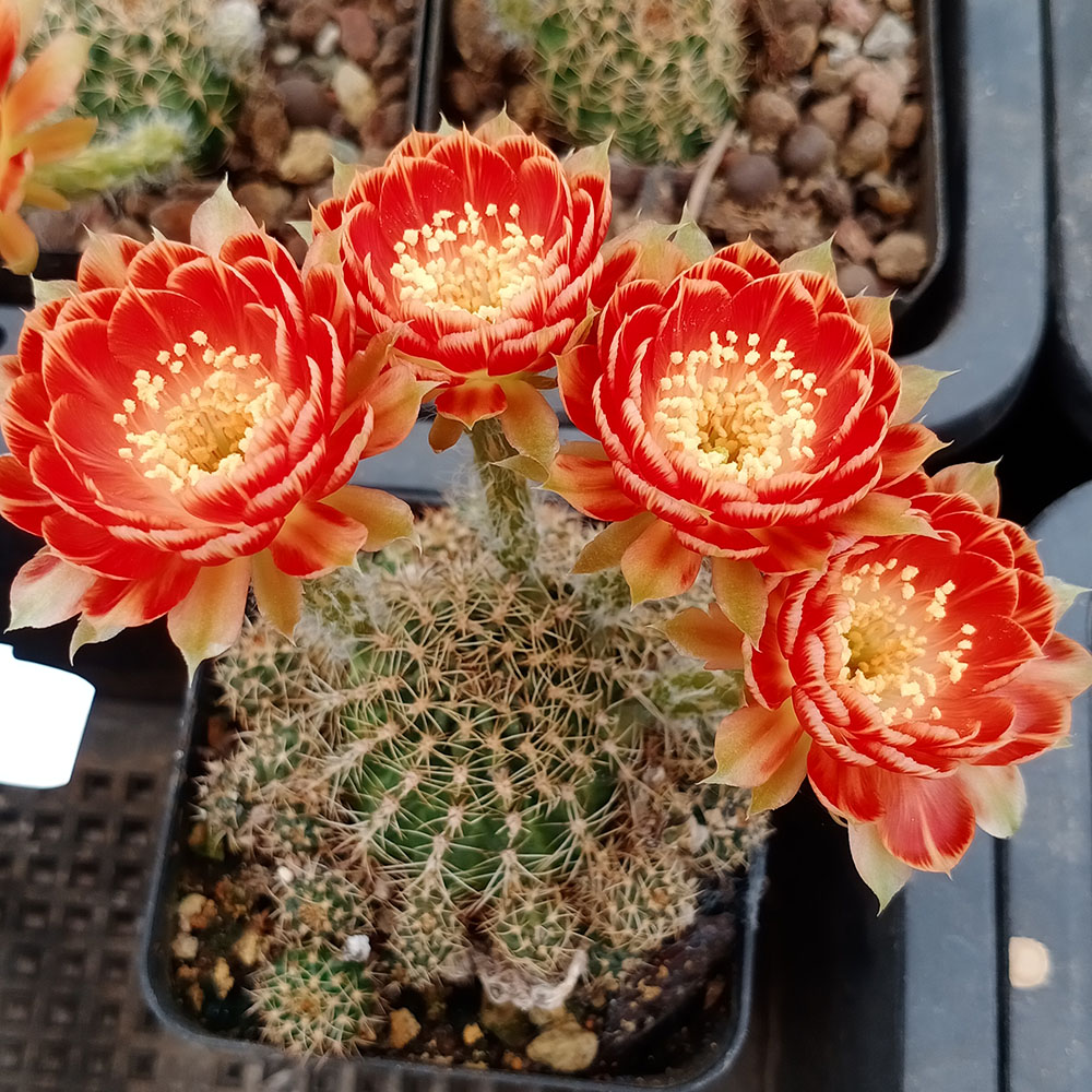 盆栽仙人球阳台防辐射桌面植物仙人球丽花属火凤凰拉丝火焰复色