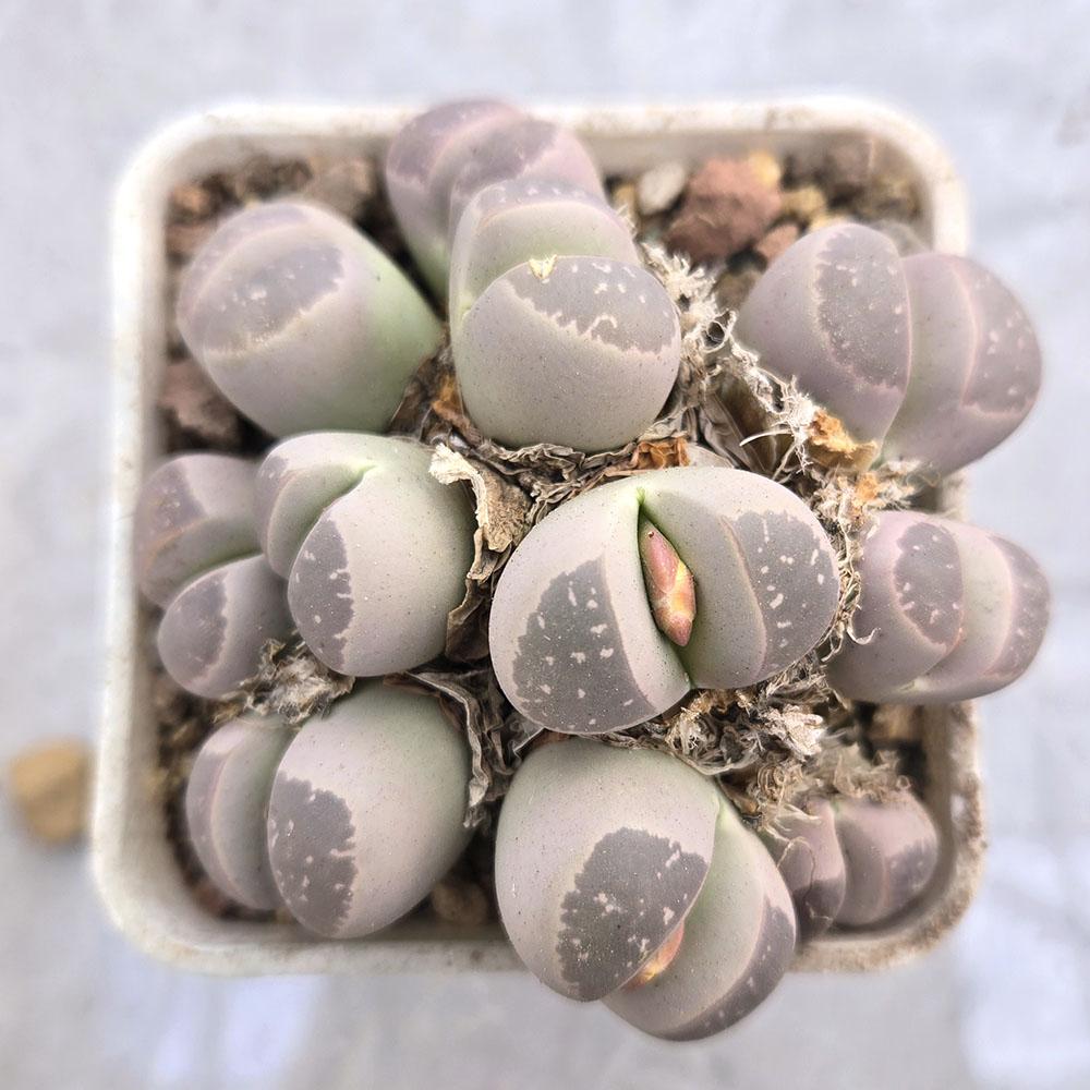 1500多肉植物植物生态