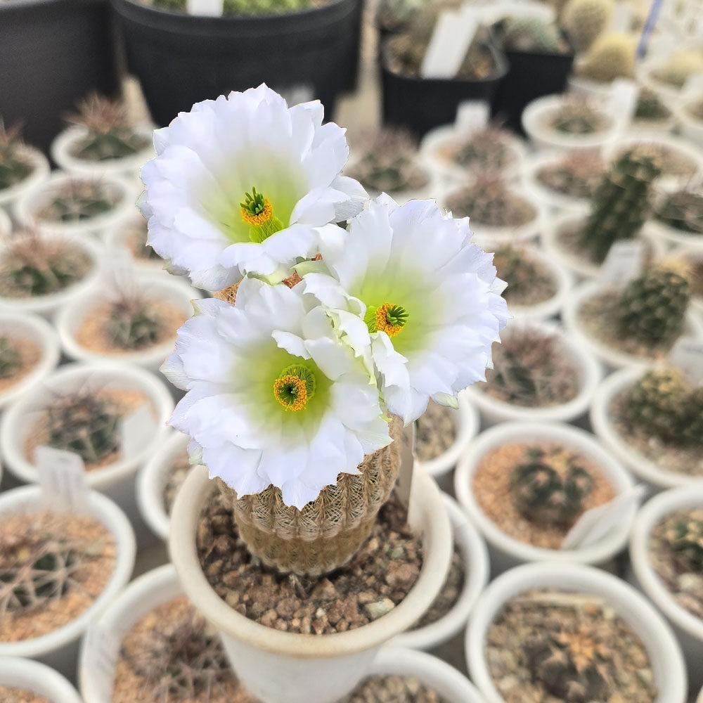 仙人球鹿角柱属 白花红太阳特殊 变异 易开花耐旱耐热一物一拍