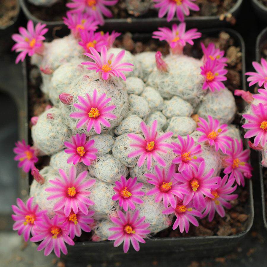 多肉姬春星密白软刺仙人球乳突球属群生多头自根一物