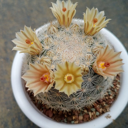 仙人球乳突属满月开花机器群开高手开花颜色会变色