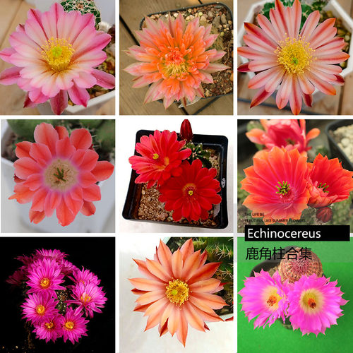 鹿角柱属 青花虾 折墨虾 明石丸 微刺虾 橙花明石丸