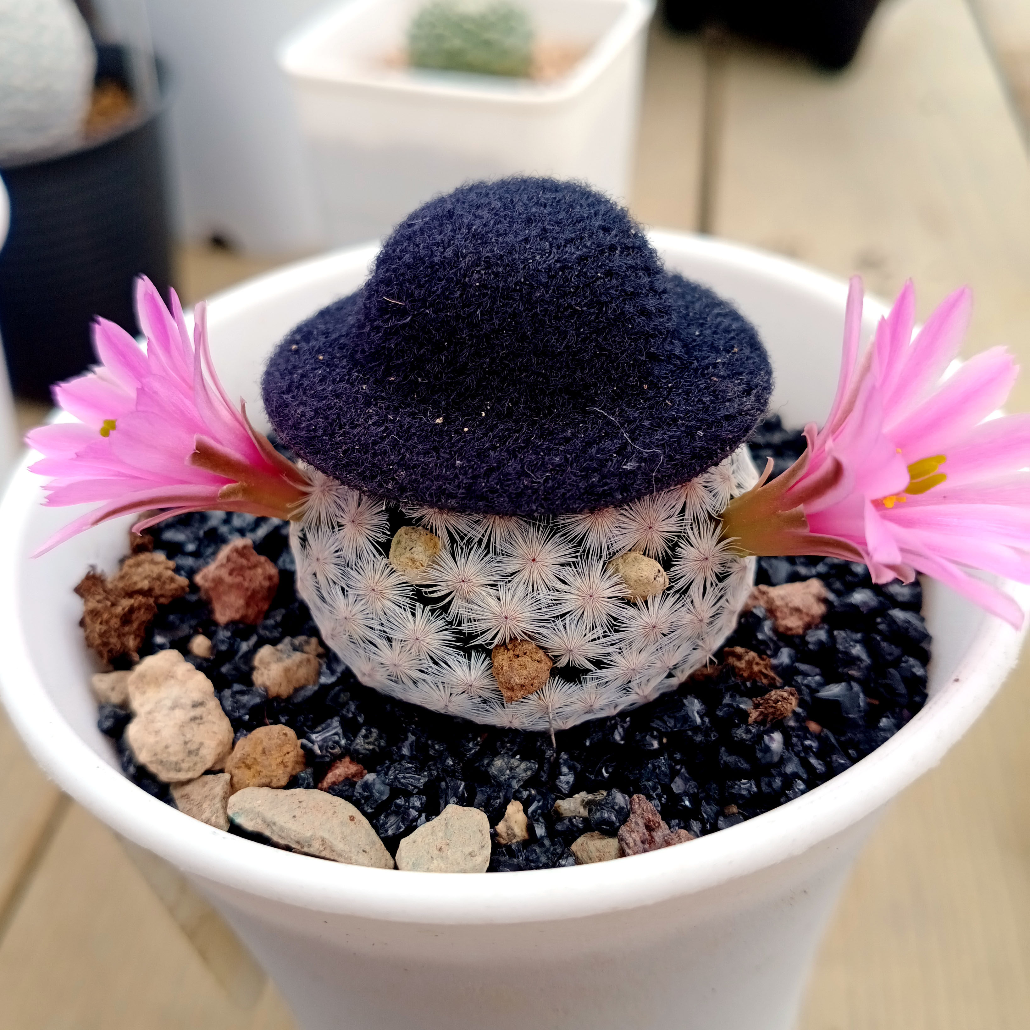 乳突属仙人球白鸟白毛软刺不扎收植物白色仙人球毛绒球