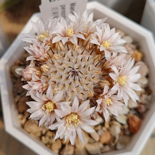 实生直刺佩雷 黑白配卖萌 乳突球属仙人球多肉植物盆栽