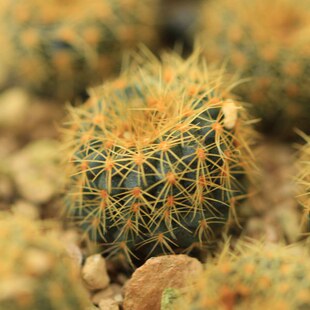 aureispina士童仙人球士童属实生小型仙人球夏种型微型球