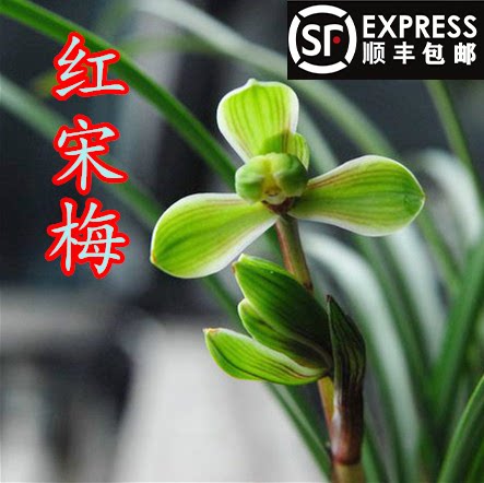 宸晟兰花苗春兰老八种红宋梅红芽盆栽植物阳台室内美观绿植