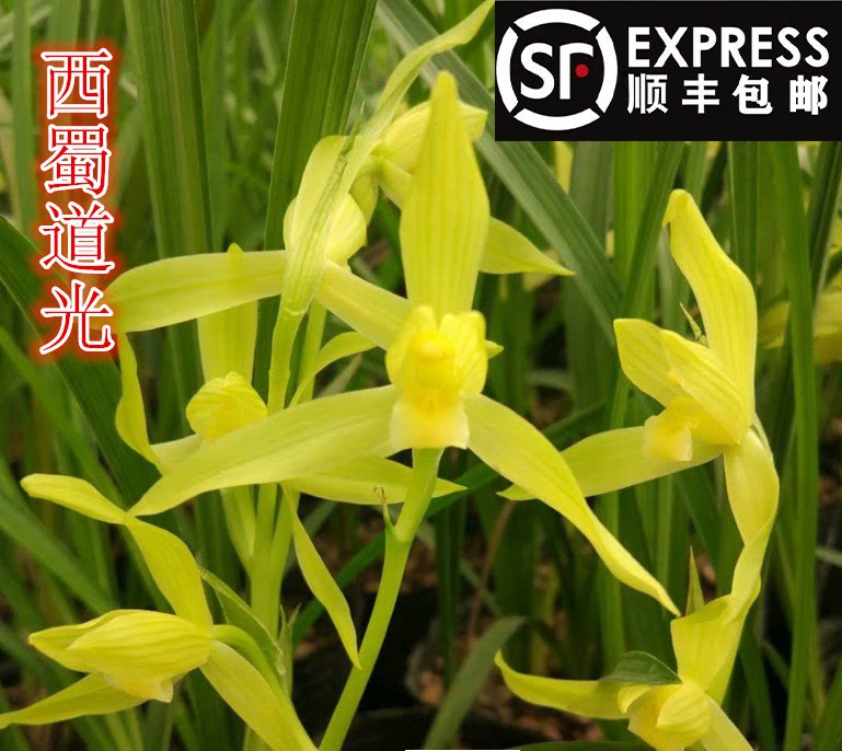 西蜀道光宸晟春兰素浓香型春剑素银杆素兰草兰花苗草植物客厅盆栽