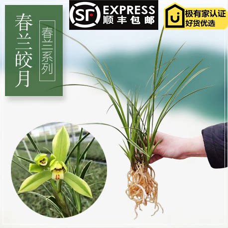 带花苞出售兰花苗纤细精品线艺金边兰花 春兰皎月 花卉兰草盆栽兰