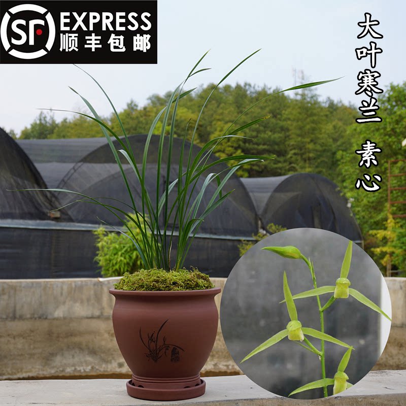 大叶寒兰素心浓香寒兰苗包邮高档花卉绿植盆栽寒素精品