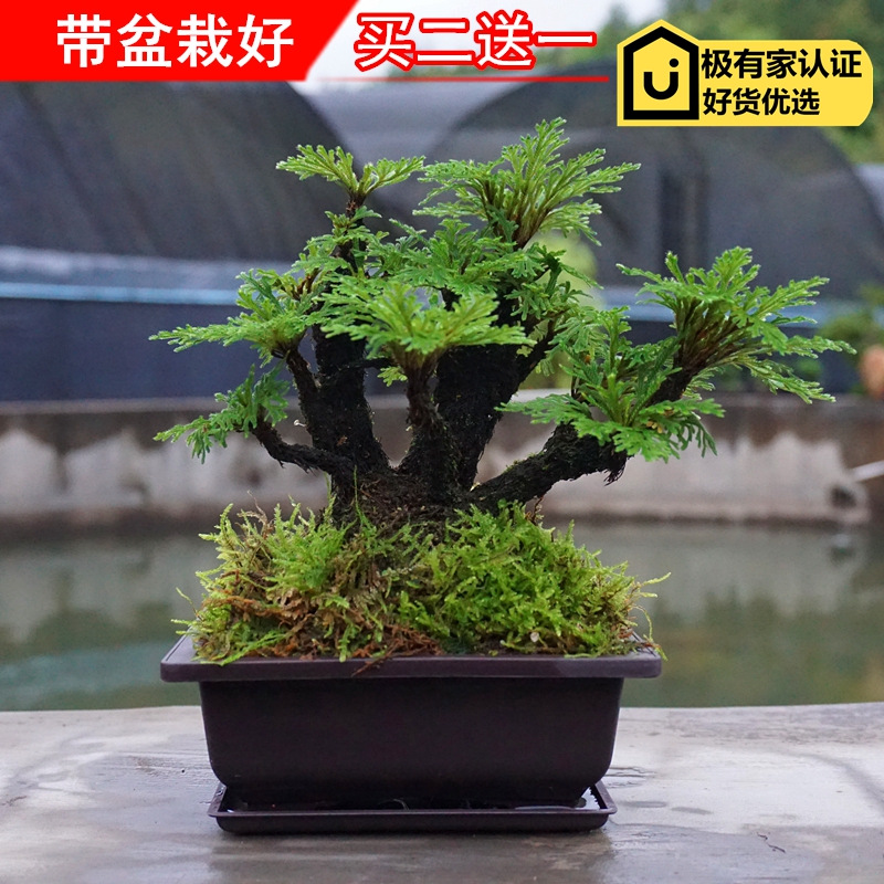 精品卷柏小盆栽盆景菖蒲懒人植物防辐射见水还阳草还魂草绿色植物