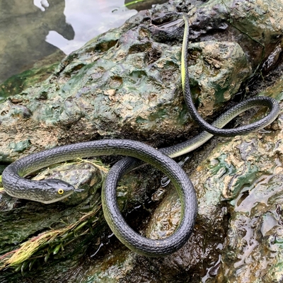 软胶仿真蛇眼镜蛇整蛊玩具包邮