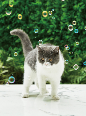 未卡Vetreska 逗猫泡泡植物蛋白 猫玩具猫咪用品宠物逗猫棒猫薄荷
